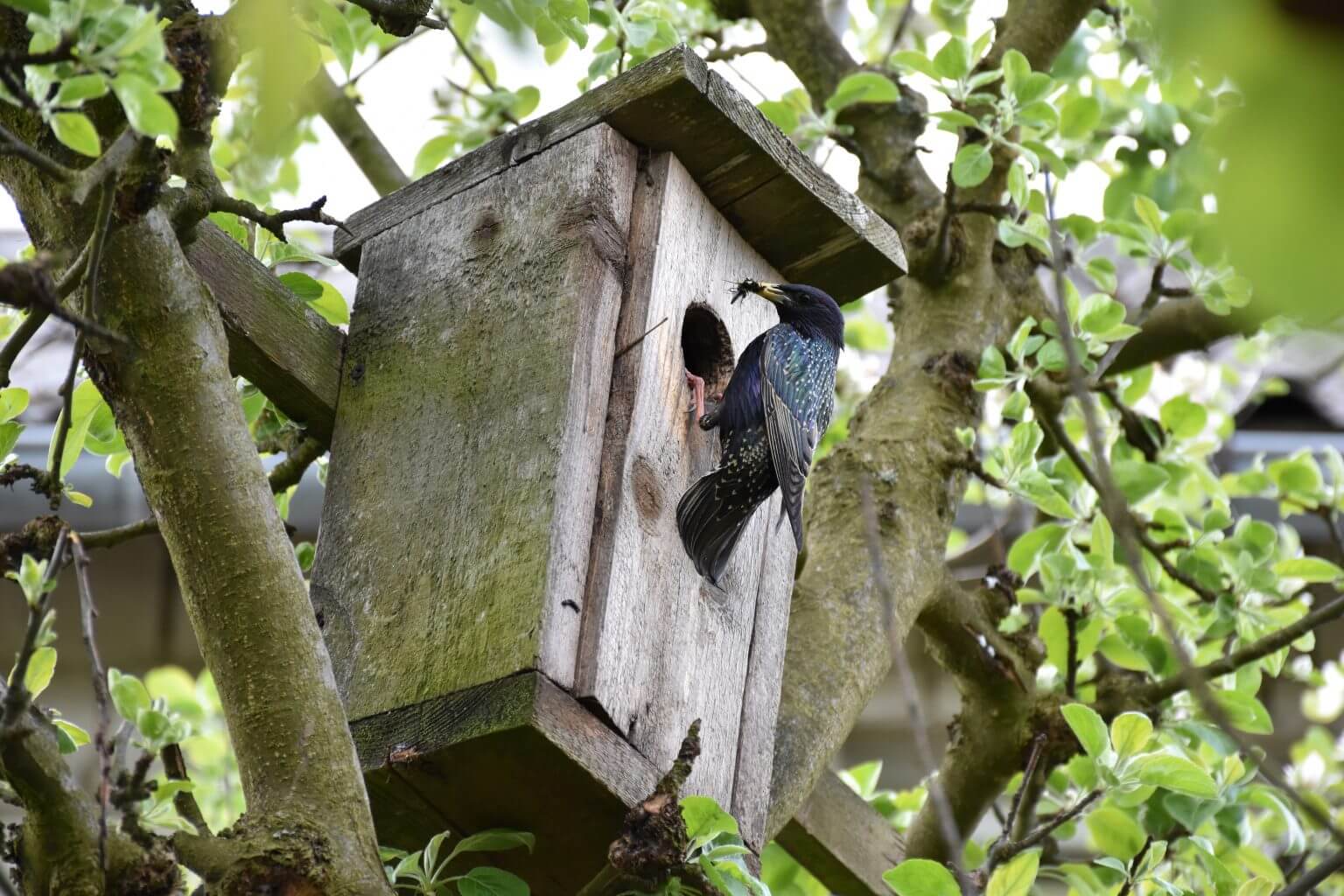 I MIEJSCE klasy IV-VIII – Agata Falbierska – Szkoła Podstawowa w Tenczynku