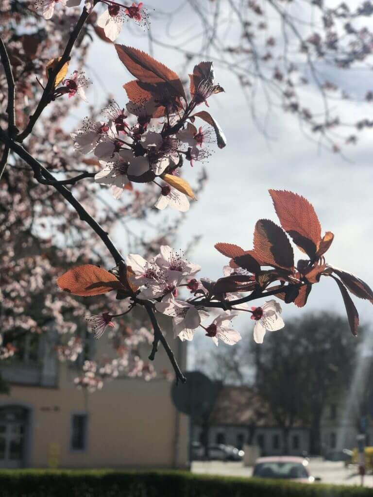 Wyróżnienie klasy IV-VIII - Antoni Kliś – Szkoła Podstawowa nr 2 w Krzeszowicach