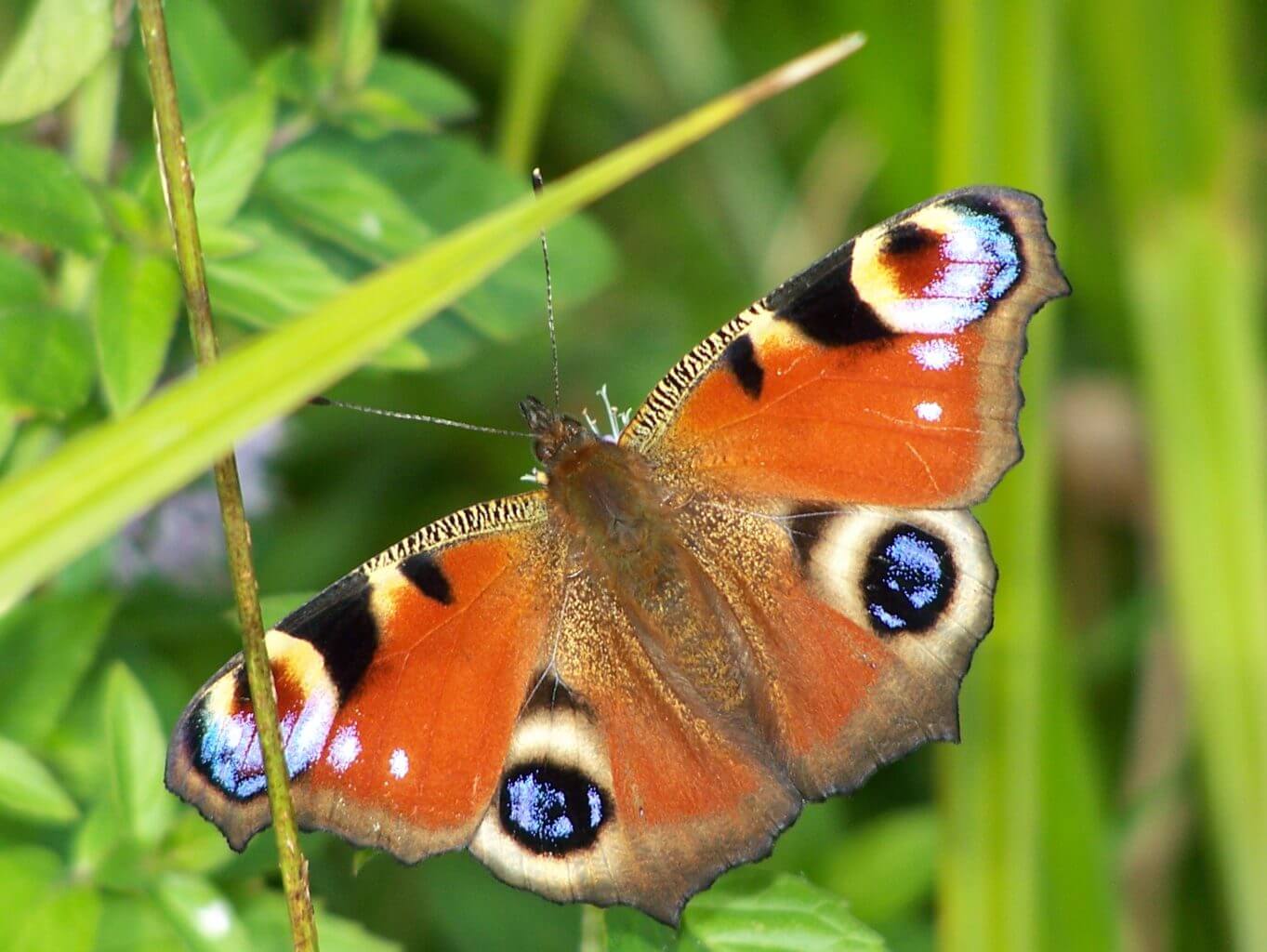 I MIEJSCE klasy I-III – Franciszek Gołas – Szkoła Podstawowa w Tenczynku