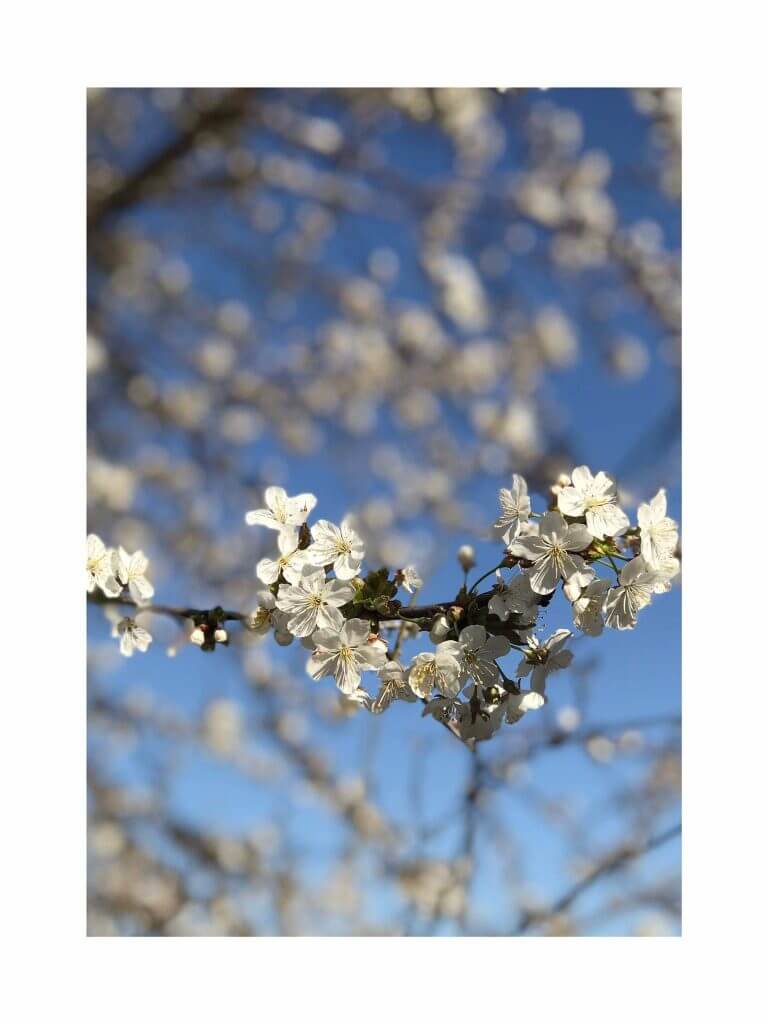 Wyróżnienie klasy I-III - Jakub Szczepański – Szkoła Podstawowa w Paczółtowicach