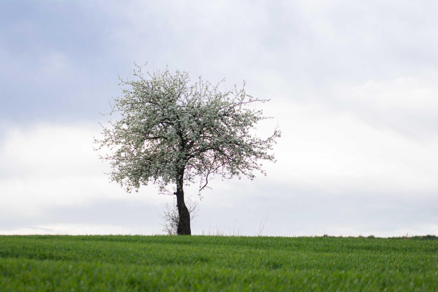 II MIEJSCE klasy I-III – Maja Wasiak – Szkoła Podstawowa nr 1 w Krzeszowicach