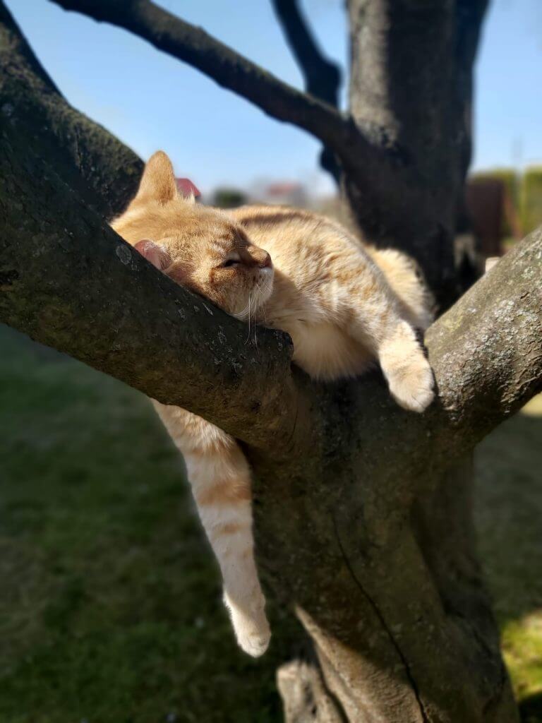 Wyróżnienie klasy IV-VIII - Maria Wojciechowska – Szkoła Podstawowa w Nowej Górze