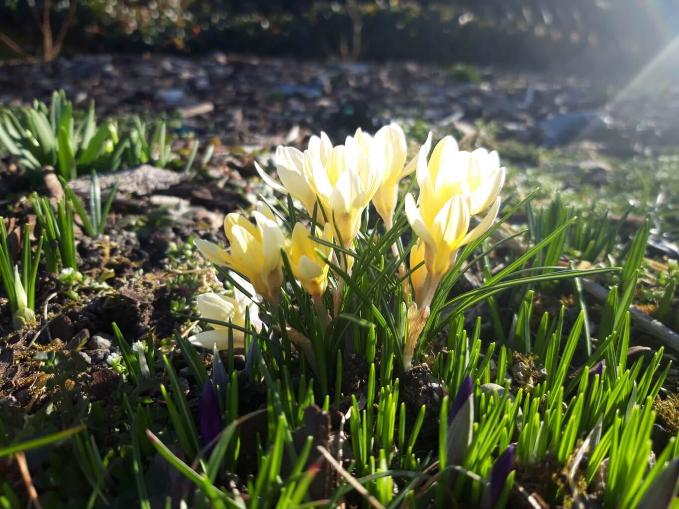 Wyróżnienie klasy I-III - Martyna Malisz – Szkoła Podstawowa w Sance