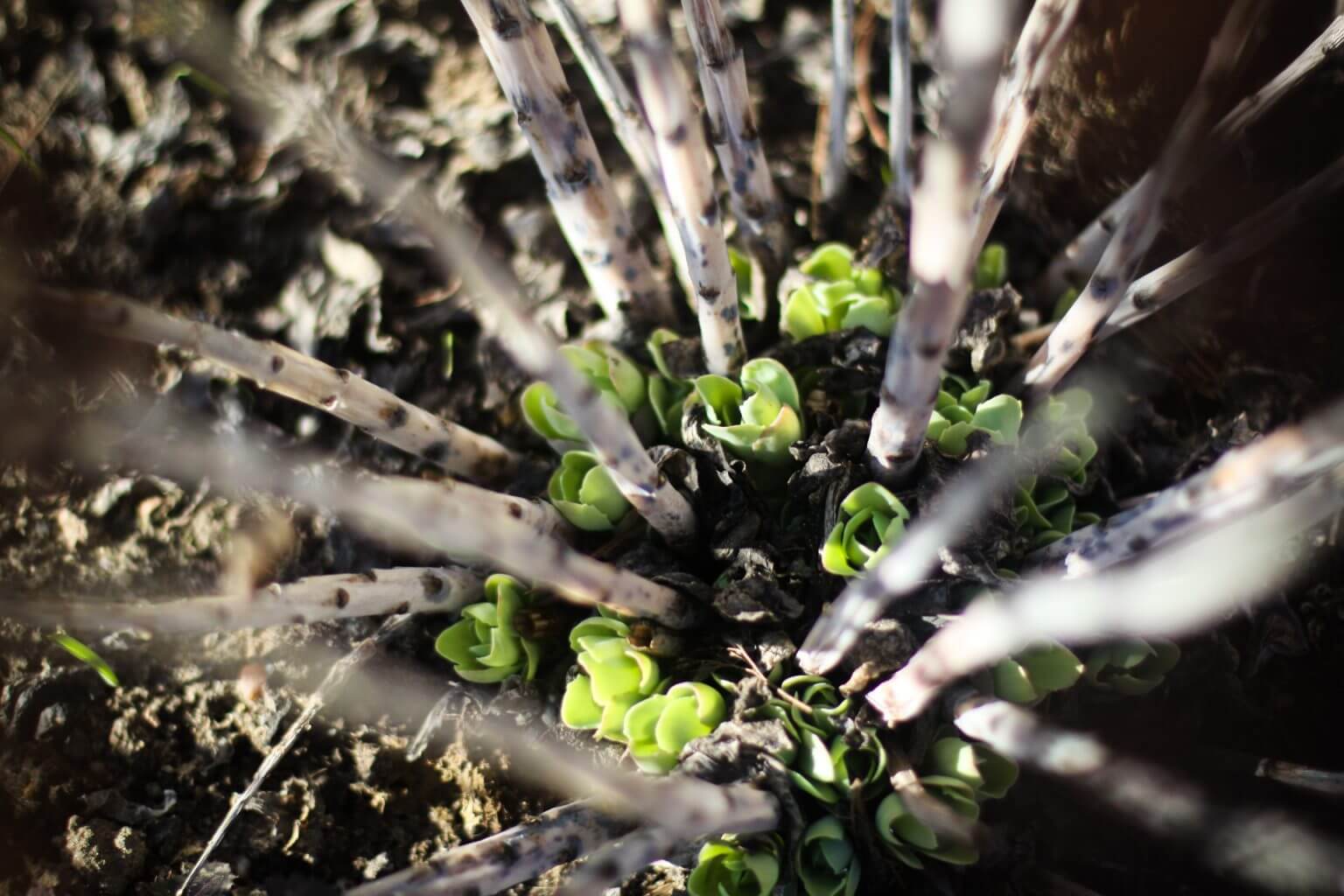 II MIEJSCE klasy IV-VIII – Zofia Tarko – Szkoła Podstawowa nr 1 w Krzeszowicach